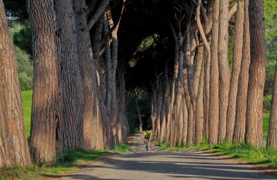 Ein Radfahrer fährt nur eine Allee